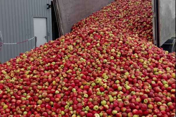 4 – Une marée de pommes