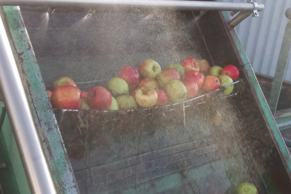 5 – Rinçage des pommes