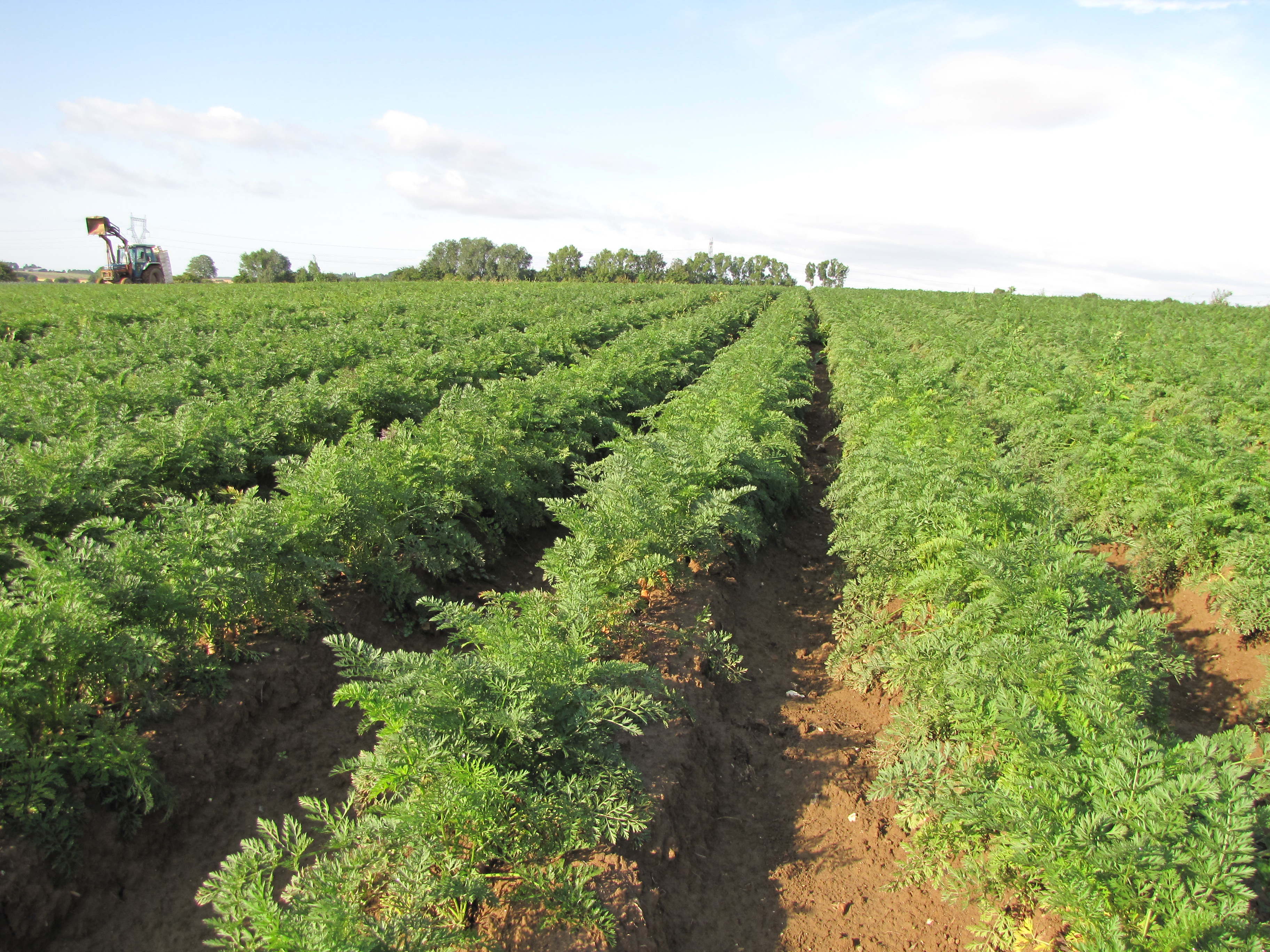 plantation de carottes