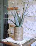 The plant pot